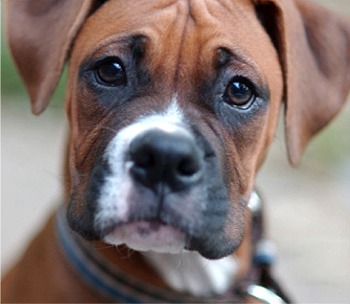 az USA TOP 10-es listája a túltenyésztett kutyafajtákról